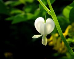 Tapeta Nature Flowers 562.jpg